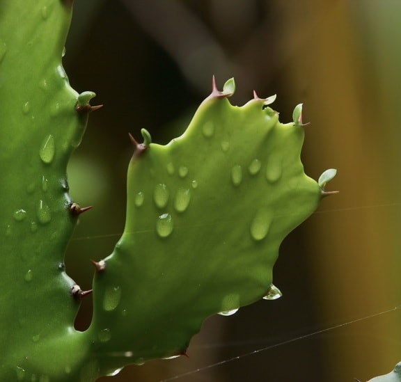 cactus, dew, green leaves, raindrop, spider web, wet, plant, nature, flora, spine