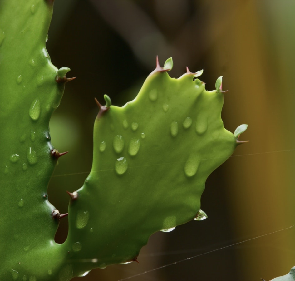 cactus, dew, green leaves, raindrop, spider web, wet, plant, nature, flora, spine
