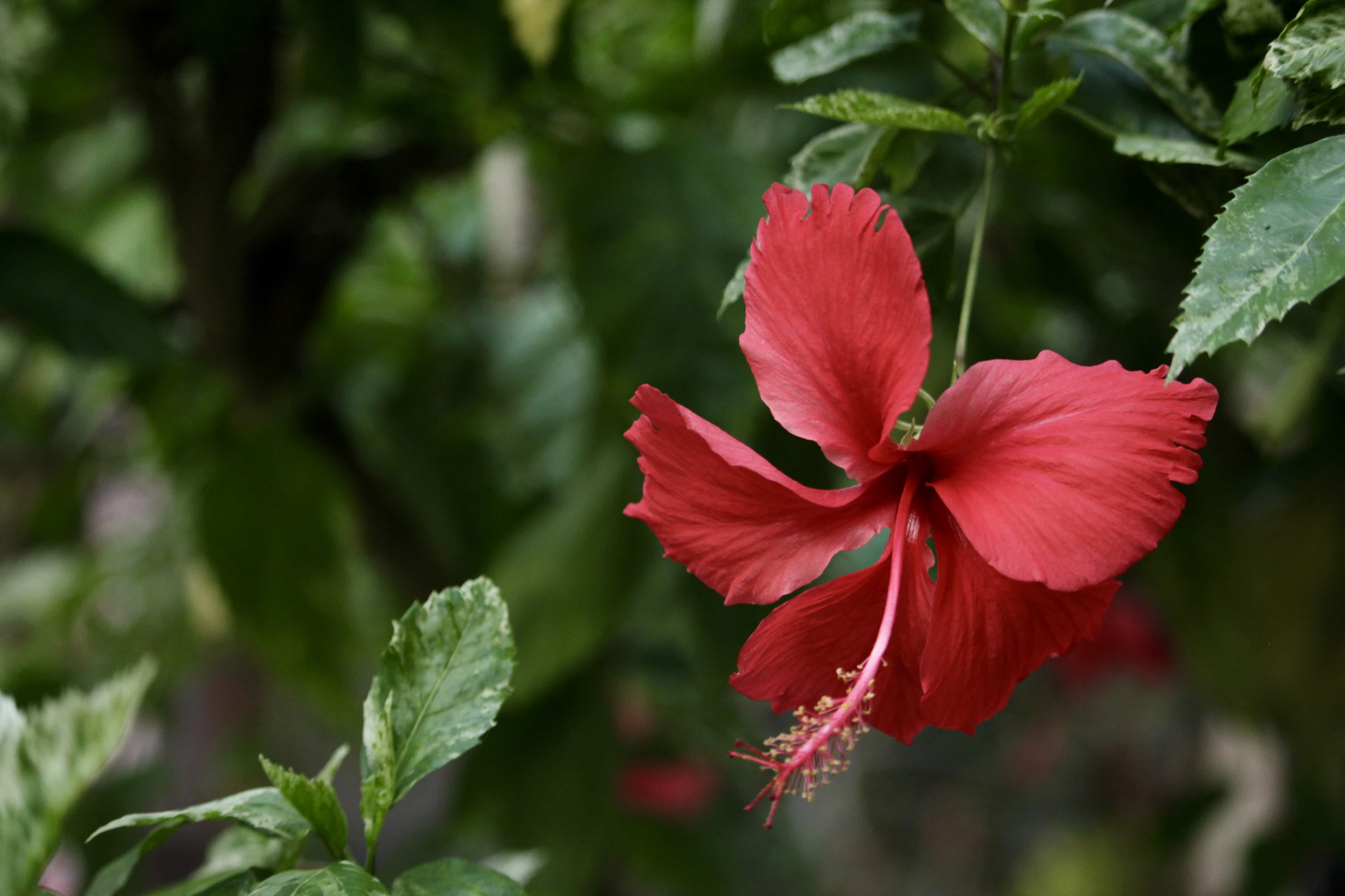 フリー写真画像 エキゾチックです 花 花のつぼみ フラワー ガーデン ハイビスカス 雌しべ 赤 低木 トロピック 工場