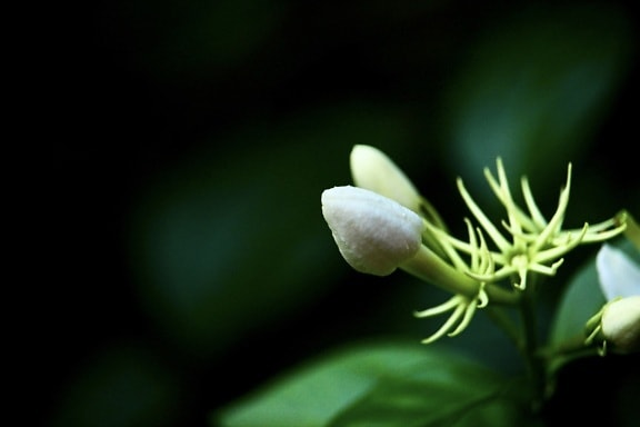 blur, detail, foliage, green leaf, macro, white flower, leaf, nature, plant, flower