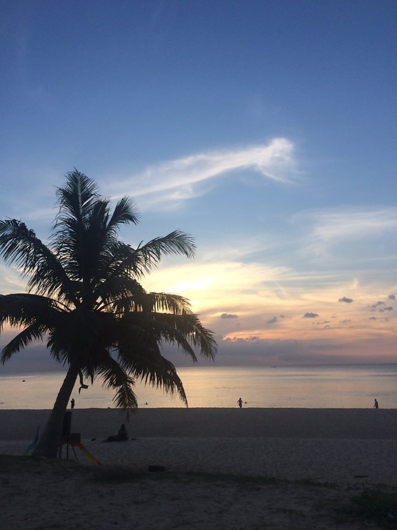 beach, blue sky, coconut, palm, paradise, people, silhouette, sunset, tree, sea