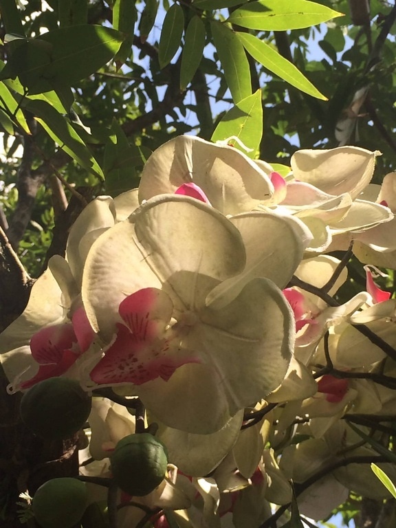 exotic, jungle, orchid, rainforest, tropical, white flower, plant, magnolia, tree, flower