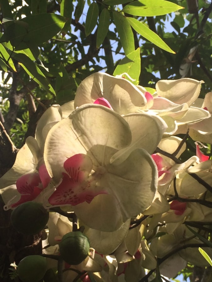 exotische, Jungle, orchidee, Regenwoud, tropische, witte bloem, plant, Magnolia, boom, bloem