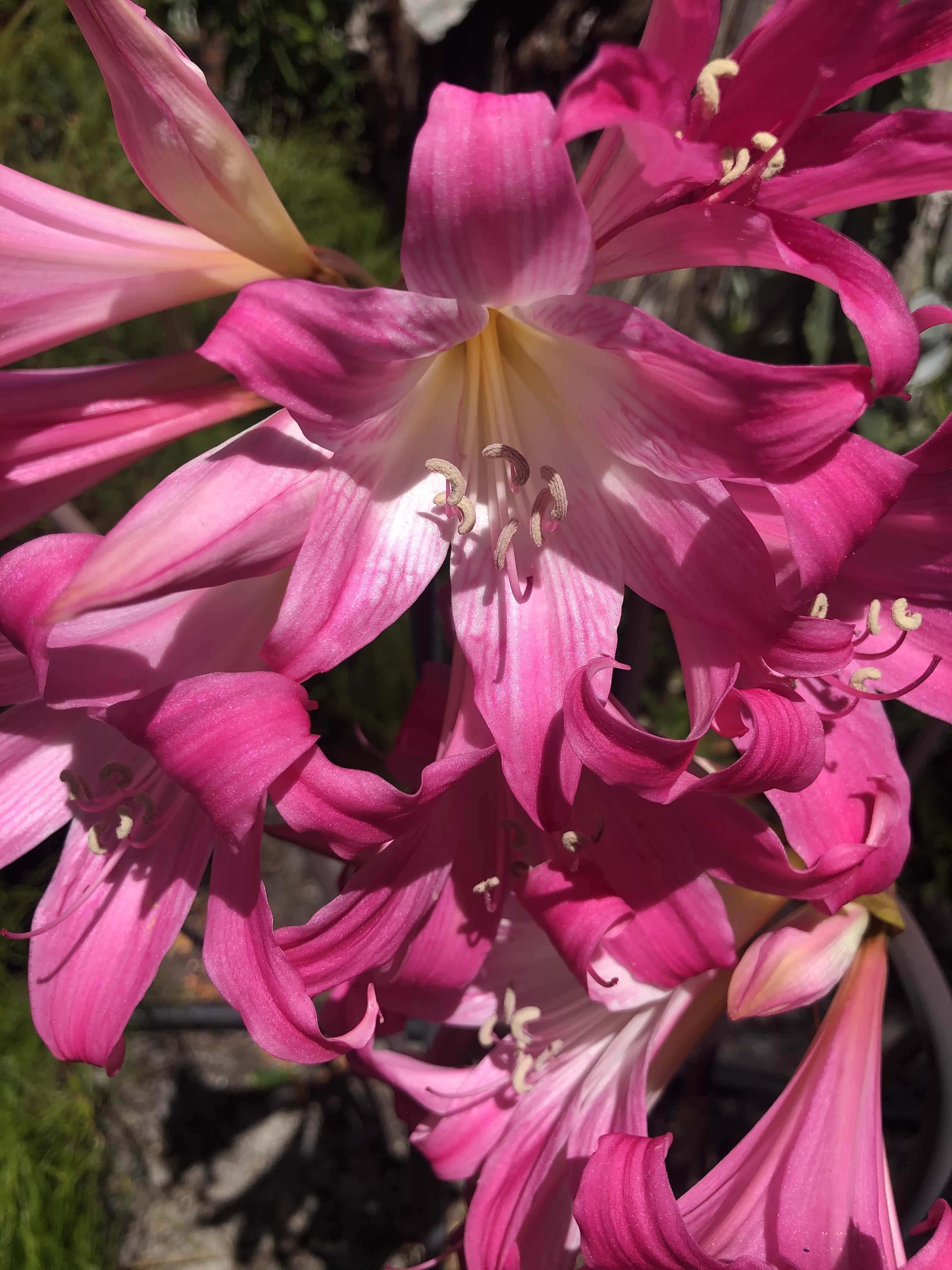 Gambar Gratis Kuncup Bunga Taman Bunga Bunga Bakung Merah Muda Tanaman Karangan Bunga Eceng Gondok Mekar Kelopak Bunga