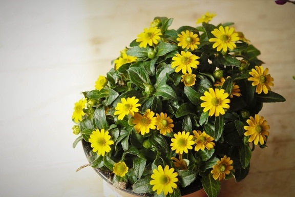 flowerpot, flowers, greenish yellow, hardwood, interior decoration, parquet, romantic, herb, flower, nature