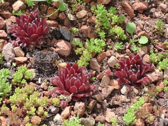 miniature, plante, à l’extérieur, arbuste, nature, Cactus, fleur, sol, feuille, flore