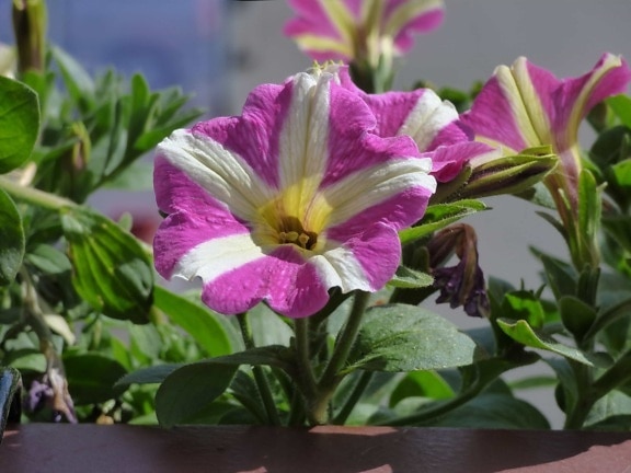 petunia, pistil, purple, white, flower, nature, plant, shrub, leaf, pink
