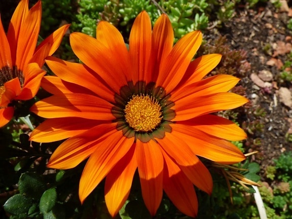 color, flower garden, orange yellow, petals, pistil, flower, leaf, plant, daisy, sunflower