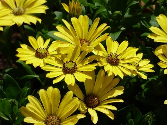 flower garden, horticulture, yellowish brown, sunflower, nature, leaf, flower, flora, daisy, yellow