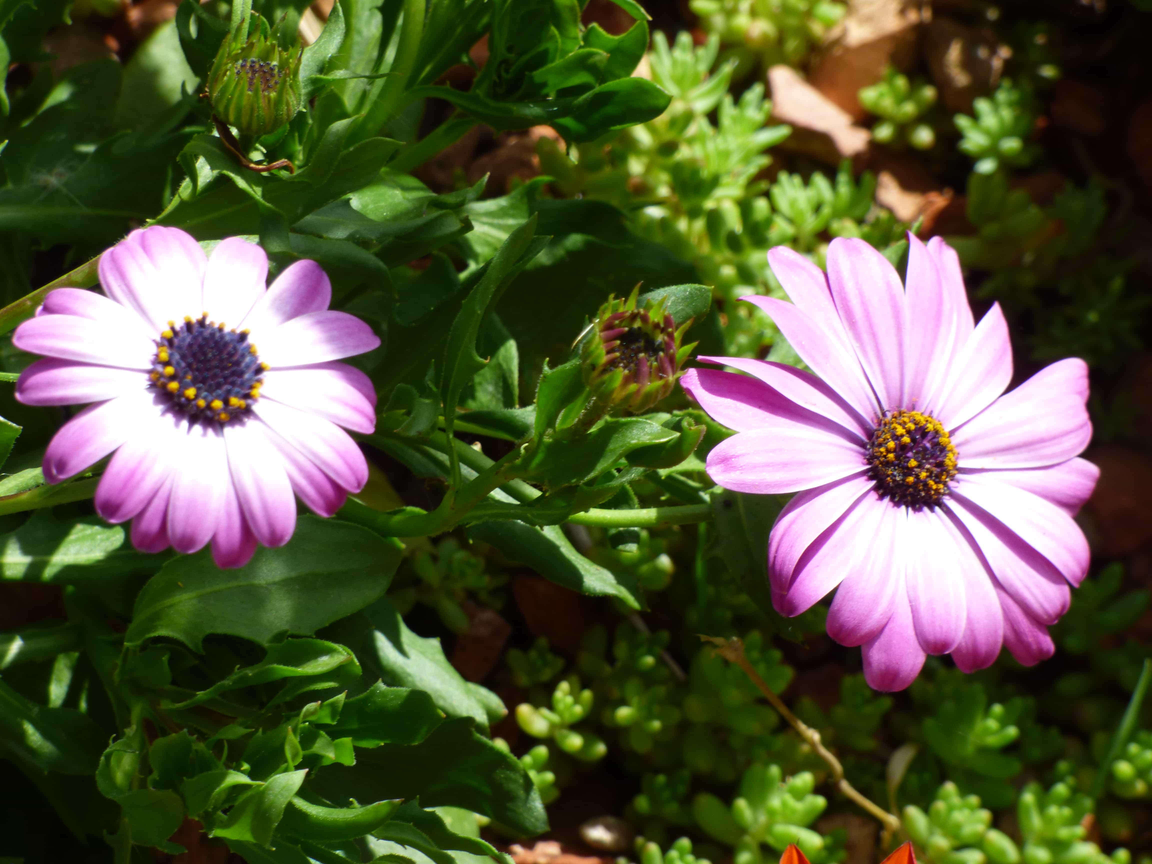 フリー写真画像 ぼやけて 花 雌しべ 紫 花 葉 工場 花 花びら フローラ