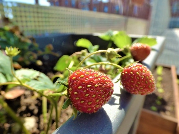 garden, gardening, urban area, fruit, sweet, strawberries, dessert, leaf, strawberry, food