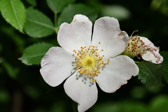 Rose, fiore bianco, fiore selvaggio, fauna selvatica, fiori, foglia, Flora, polline, Giardino, stame