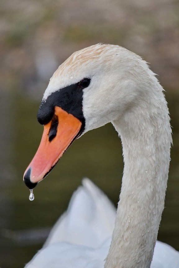 beak, close-up, head, looking, neck, skin, swan, waterdrop, wet, wildlife