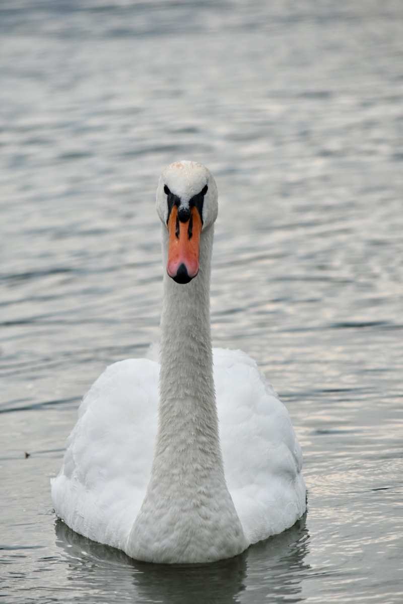 bird, elegance, feather, head, neck, swan, swimming, white, aquatic bird, water