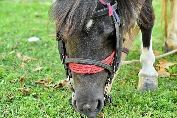 muzzle, pony, stallion, horse, animal, harness, grass, cavalry, rural, nature