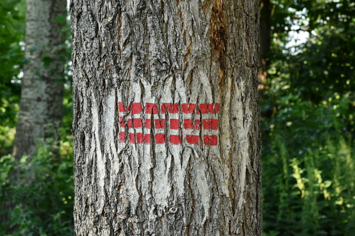 kůra, Painkiller, podepsat, symbol, příroda, dřevo, les, strom, kůra, list