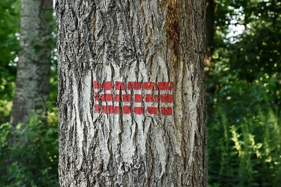 Cortex, Painkiller, tegn, symbol, natur, træ, skov, træ, bark, blad