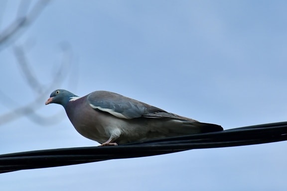 pigeon, telephone wire, wildlife, dove, nature, bird, animal, beak, feather, outdoors