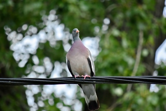 pigeon, wilderness, wildlife, wires, bird, dove, beak, feather, nature, outdoors