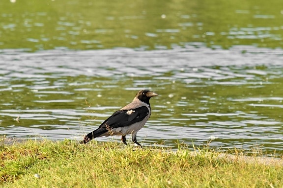 crow, riverbank, wild, animal, beak, bird, wildlife, feather, nature, water