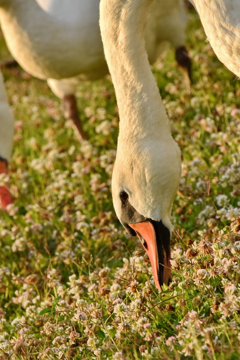 beak, birds, close-up, eating, grazing, head, side view, summer season, swan, wildlife