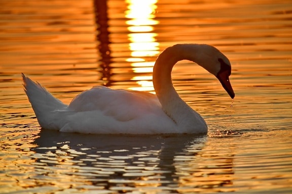 grace, lake, side view, sunset, swan, swimming, waterdrops, bird, water, aquatic bird