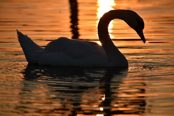 shadow, silhouette, sunset, swan, waterdrop, bird, water, dawn, reflection, lake