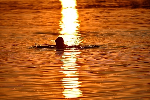 reflection, ripple, silhouette, summer time, sunset, swimmer, swimming, water level, dawn, sun