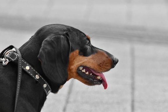 Free picture: black, dachshund, dog, eyelashes, eyes, head, hunting dog ...