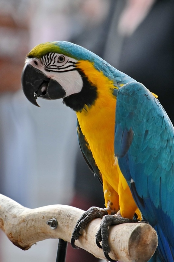 macaw, tropical, parrot, wildlife, wing, feather, beak, animal, bird, nature