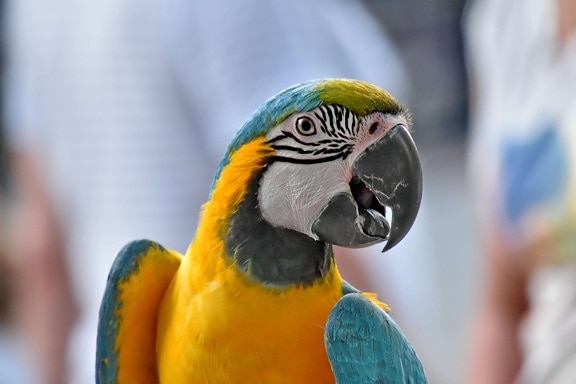paruh, warna-warni, mata, kepala, Macaw, Kakatua, bulu, satwa liar, tropis, sayap