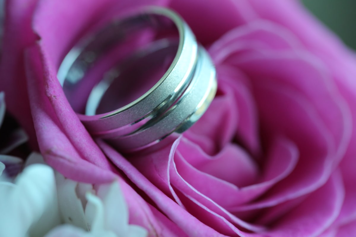 izbliza, ruža, vjenčanje, vjenčani prsten, romansa, ljubav, cvijet, ruža, aromaterapija, priroda