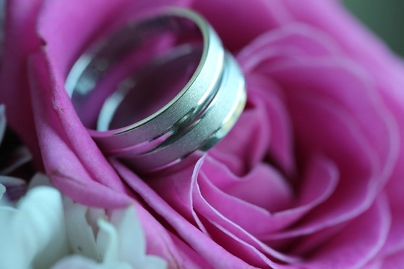 крупным планом, розы, Свадьба, обручальное кольцо, романтика, любовь, цветок, роза, Ароматерапия, природа