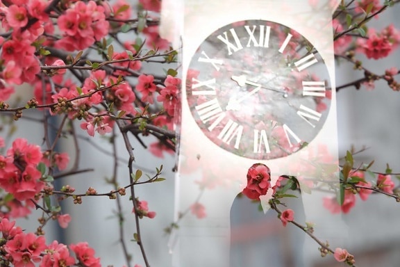 relógio analógico, noiva, noivo, fotografia, fotomontagem, tempo de primavera, tempo, relógio, natureza, cereja