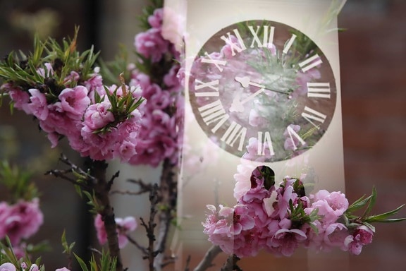 analoginen kello, kimppu, vaaleanpunainen, järjestely, kukat, kukka, häät, morsian, nousi, sisustus