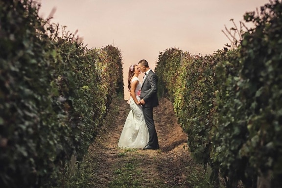 groom, hug, kiss, love, romance, vineyard, wife, engagement, bride, dress