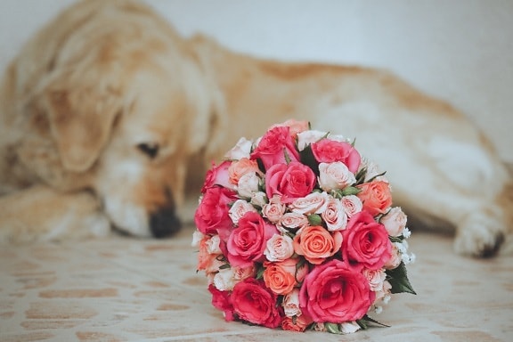 Tier, Blumenstrauß, Hund, romantische, stieg, Anordnung, Blume, Romantik, Rosen, Dekoration