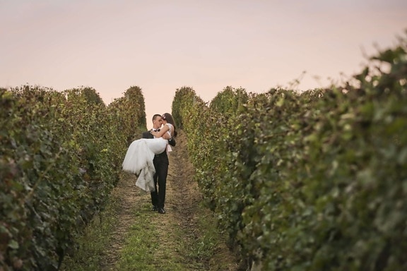 bride, groom, hilltop, holding, romantic, sunset, vineyard, tree, landscape, outdoors