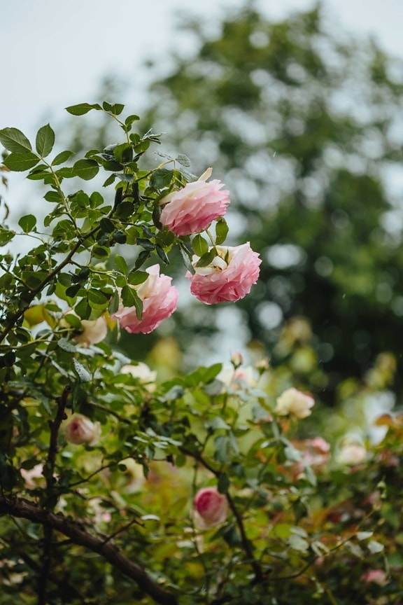 Rose, arbusto, foglia, fiore, pianta, natura, albero, estate, rosa, Flora