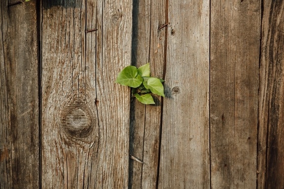 abandoned, fence, green leaves, ivy, old, picket fence, wood, rough, wooden, tree frog