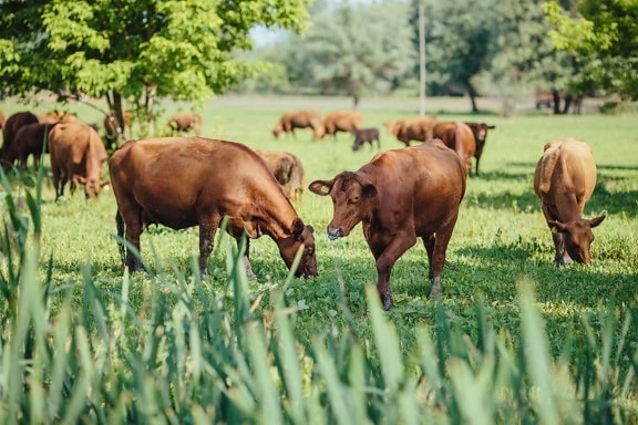 bull, bull nose, cows, farmland, light brown, field, grazing, horses, farm, meadow