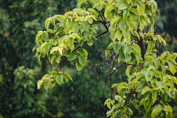 Περιβόλι, τα αχλάδια, βροχή, υποκατάστημα, φύλλα, φυτό, φύλλο, δέντρο, φρούτα, το καλοκαίρι