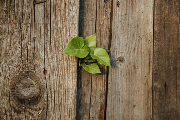 carpentry, fence, green leaves, hardwood, ivy, knot, old, herb, texture, wood