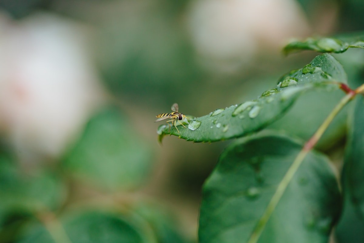 embun, daun hijau, Di luar ruangan, hujan, titisan hujan, tawon, artropoda, serangga, daun, tanaman