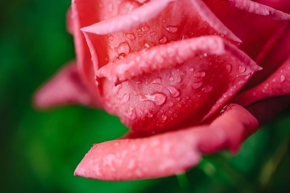 dew, pinkish, rain, raindrop, rainy season, plant, petal, rose, garden, flower
