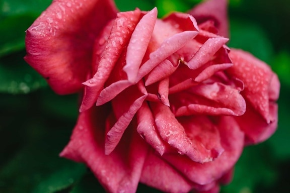 росы, влажность, розы, мокрый, лист, роза, сад, розовый, завод, лепесток