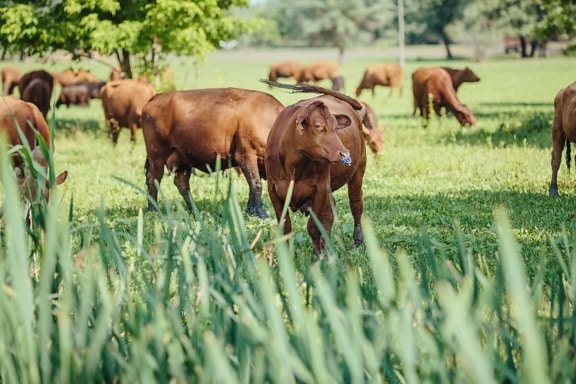 nông nghiệp, bò đực, Bull mũi, con bò, đất nông nghiệp, chăn nuôi, con ngựa, Trang trại, cỏ, lĩnh vực