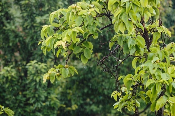 ramas, Huerta, pera, lluvia, gota de agua, árbol, rama, hoja, planta, hojas
