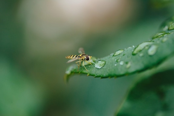 ecology, purity, rain, raindrop, wings, insect, arthropod, invertebrate, bug, wasp