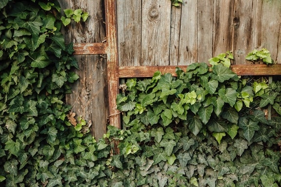 abandoned, carpentry, fence, handmade, ivy, rust, leaf, wall, wood, wooden